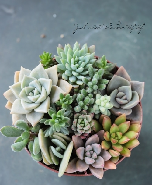多肉植物 多肉植物】 MIX植え 【NO.R】 | すべての商品 | | Junk sweet Garden