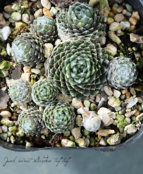 多肉植物】センペルビウム『コブウェブ・ジョイ』 | Leaf Species,多肉