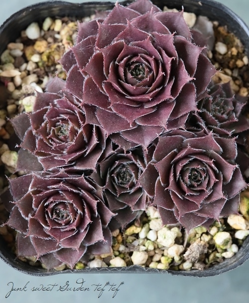 センペルビウム　ジュエルケース センペルビウム ジュエルケースの成長記録2025.4.17更新｜🍀GreenSnap