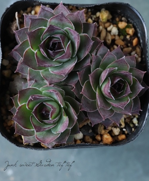 センペルビウム　テクトラムトリステ 楽天市場】テクトラムトリステ センペルビウム属 多肉植物 9cmポット