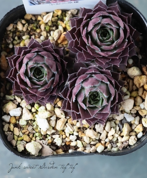 多肉植物】センペルビウム『ラモッティ』 | Leaf Species,多肉植物