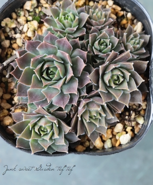 センペルビウム　ストロベリーキウイ センペルビウム ストロベリーキウイ