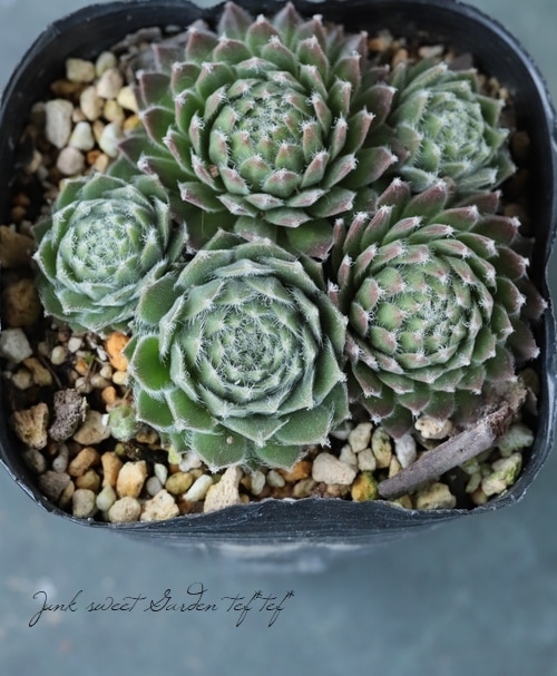 センペルビウム　アラジン 多肉植物】センペルビウム『アラジン』 | Leaf Species,多肉植物