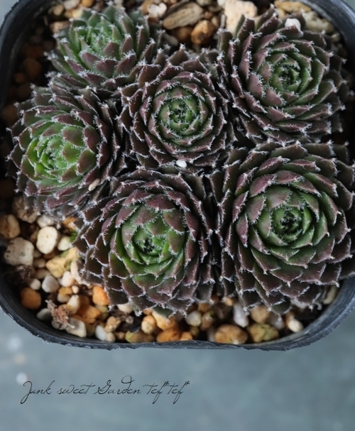 多肉植物】センペルビウム『姫牡丹』 | Leaf Species,多肉植物