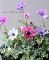 �����θ��異�ͥ�͡��إե륲�󥹡١��������ޤ���