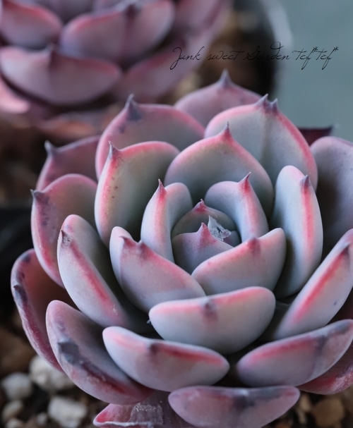 多肉植物】 『ラウレンシス』 エケベリア属 いとうぐりーん