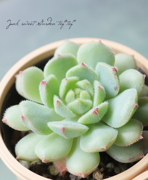 多肉植物 花乙女 エケベリア属 いとうぐりーん すべての商品 Junk Sweet Garden Tef Tef