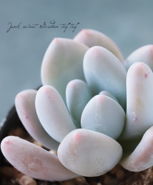 多肉植物】 『稲田姫』 パキフィツム属 いとうぐりーん | すべての商品