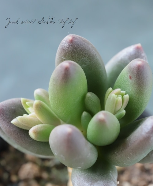 超高騰品種】アガベ スーパーホリダ ブラッククラウン 極上黒強棘陽炎