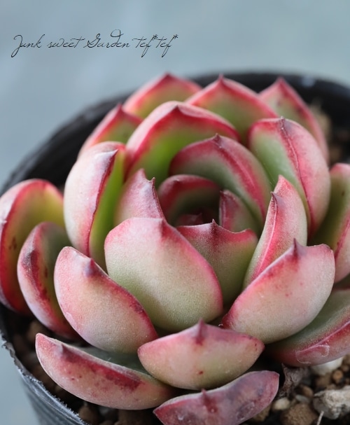 多肉植物】 『ポリリンゼアナ』 エケベリア属 いとうぐりーん | すべて