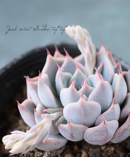 多肉植物】 『ピンクザラゴーサ』 エケベリア属 いとうぐりーん