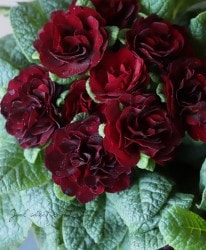 Ȭ�ź餭�ץ��顡�٥�꡼�� �إХ�󥿥����