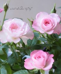 �ߥ˥Х顦���ץƥ��ޥ�����塡�إ�֥꡼�ץ�󥻥��١�