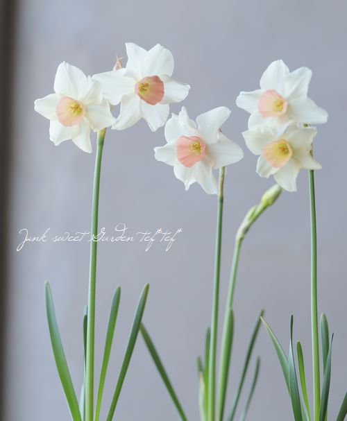 球根植物 ミニ香りスイセン ベルソング 原種系ナルシッサス すべての商品 Junk Sweet Garden Tef Tef