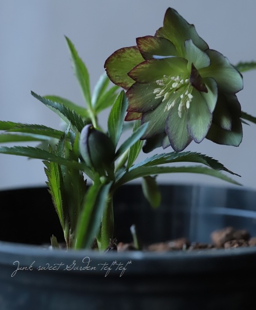 クリスマスローズ 『原種系（デュメトラム・クロアチカス系）グリーン