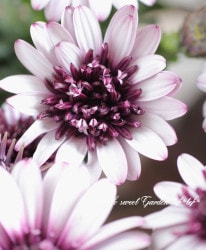 Ȭ�ź餭���֥롦�����ƥ����ڥ�ޥࡡ�إ٥꡼�ۥ磻�ȡ�