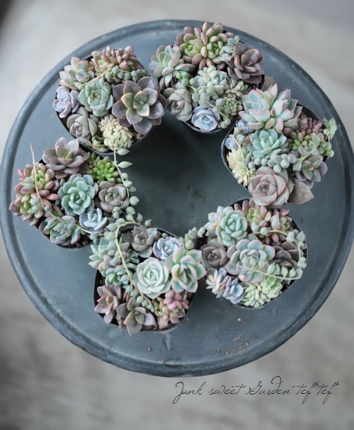 多肉植物】『Yourself！寄せ植え』【Cタイプ】クロマ入り！ | すべての