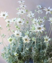 �ե��ͥ�ե����إ�ȥ륨�󥸥���١�����¿������