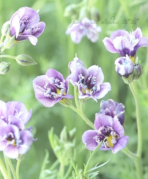 GILLIA.ジリアハワイ GILLIA.ジリアハワイ GILLIA.ジリアハワイ