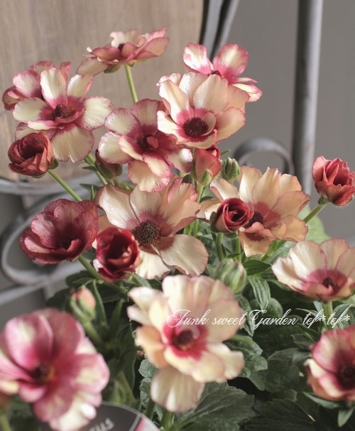 ラナンキュラス ラックスシリーズ 『テセウス』 綾園芸さん育種！生産