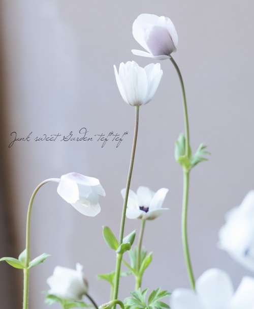 小型の原種アネモネ 『フルゲンス』 ホワイト | すべての商品