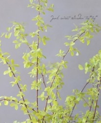 եǥޥꡡإɥեƥ١դ