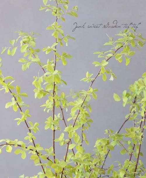 黄金葉コデマリ ゴールドファウンテン 花付き Flower Species コデマリ Junk Sweet Garden Tef Tef