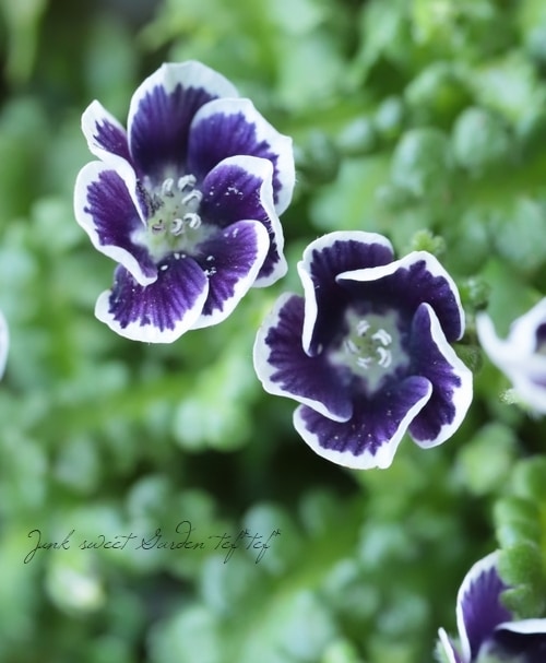 ネモフィラ 『ブルーベリーアイズ』 | すべての商品 | | Junk sweet