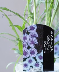 ����ȡ��쥢 (�����)���إ��饷�å��ޥ��å��١�����������