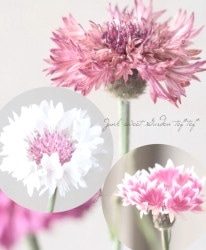 ����ȡ��쥢 (�����)���إ��饷�å����ޥ�ƥ��å��١�����������