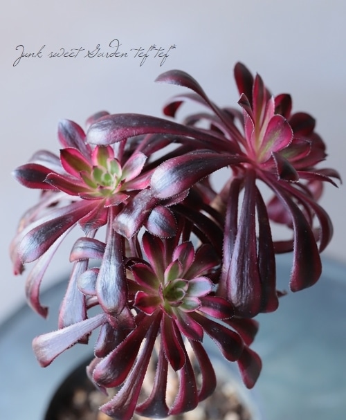 多肉植物アエオニウム錦❤️Vodoo錦❤️ ❤️ ブードゥー錦 ❤️ 多肉植物 アエオニウム voodoo錦 ブードゥー錦 極上 愛染錦