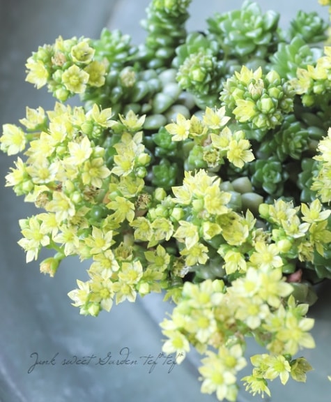 多肉植物】セダム 『リトルジェム』 『リトルゼム』 | すべての商品