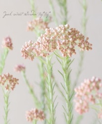 饤եإޡޥ졼ɡ١