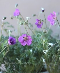 ˥ࡡإ󥫥̥١ڥåȥ˥