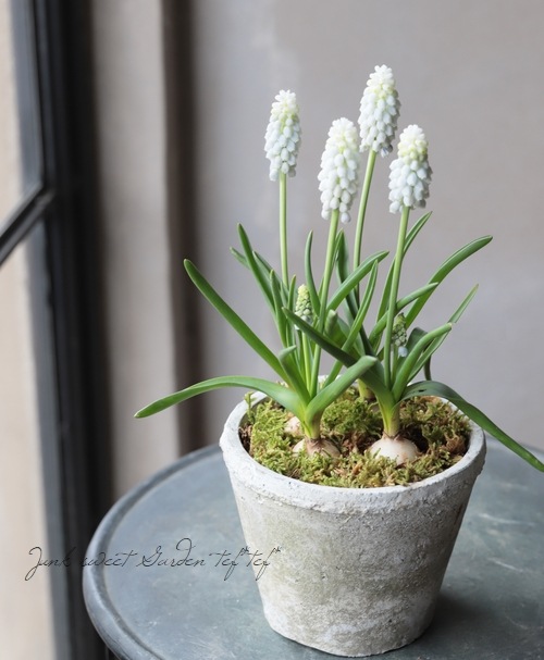 TEFNIQUE- 2019 * no.24 * ムスカリの苔植え | 寄せ植え | | Junk