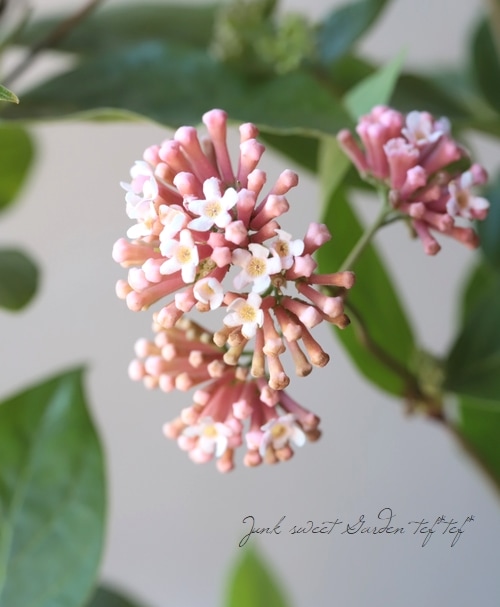 常緑性ライラック』 | すべての商品 | | Junk sweet Garden tef*tef*