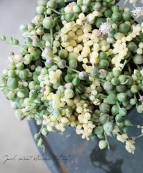 ��¿����ʪ�ۡ�������إ��꡼��ͥå��쥹��