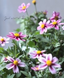 󥿡⥹ӥǥ󥹡إɡ󥹥