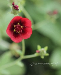 ݥƥƥ顡إʡ٥٥åȡ