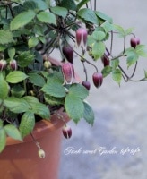 ����ޥ���������ݥ˥����إϥ󥷥祦�ť��