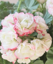 ˥ࡡإåץ֥åࡦХåȡ