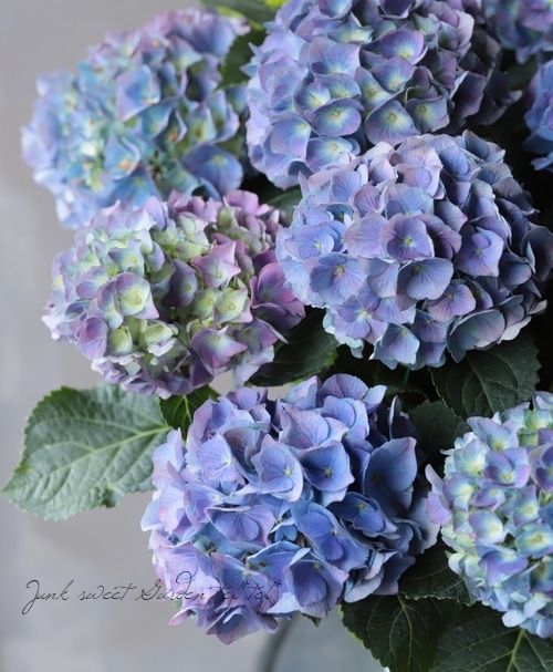 紫陽花 レインボー Flower Species アジサイ Junk Sweet Garden Tef Tef