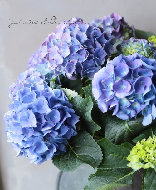 紫陽花 レインボー Flower Species Junk Sweet Garden Tef Tef