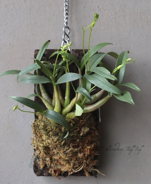 観葉植物 原種デンドロビューム キンギアナム シルコッキー コルク付 着生ラン すべての商品 Junk Sweet Garden Tef Tef 観葉植物 原種デンドロビューム キンギアナム シルコッキー コルク付 着生ラン すべての商品 Junk Sweet Garden Tef Tef