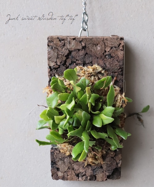 観葉植物】 着生シダ 『羽衣豆シダ』 | すべての商品 | | Junk sweet