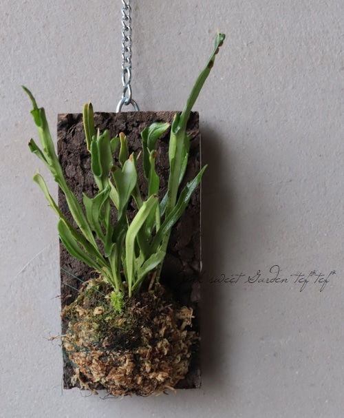 観葉植物 ノキシノブ 鬼面童子 キメンドウシ 着生シダ すべての商品 Junk Sweet Garden Tef Tef