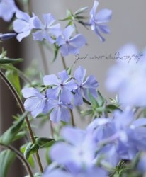 �����ե��å������إǥ��Хꥫ������