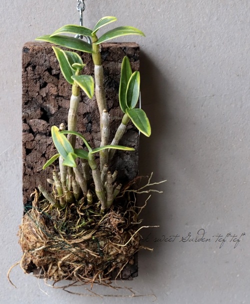 着生植物3種セット 楽天市場】蝶蘭 植木鉢 20鉢セット 胡蝶蘭 植木鉢 育苗ポット