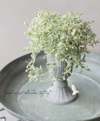 �ڻ��ߡ� ���饷�å��֥ꥭ���å� ��F�����ס� ���졼