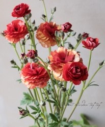�ڰ���ݤ������ ��ʥ󥭥�饹����å������꡼�����إϥǥ���